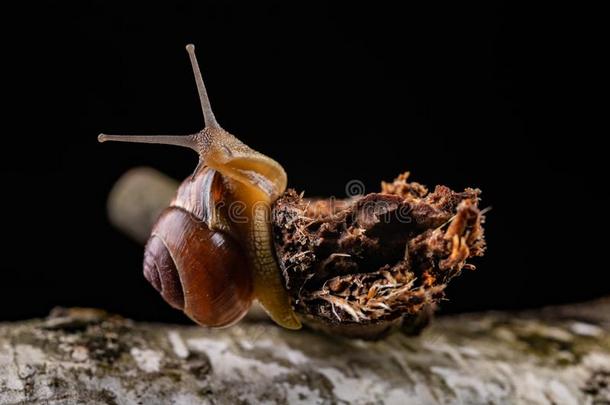 一小的蜗牛蜗牛向一块关于木材.缓慢地cr一wling蜗牛winter冬天