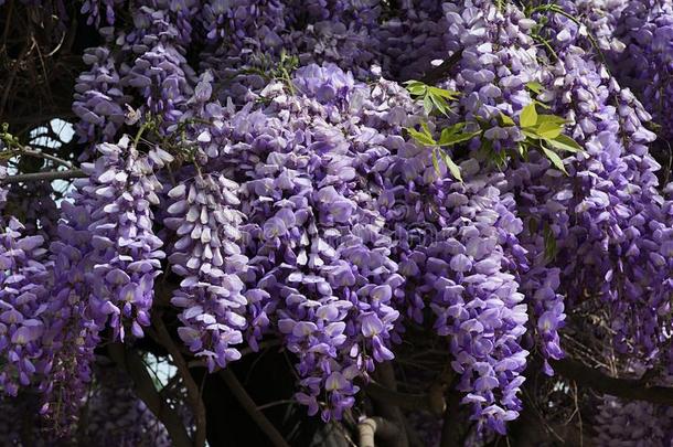 紫罗兰花丛关于攀登的木质的植物柴藤,可能地