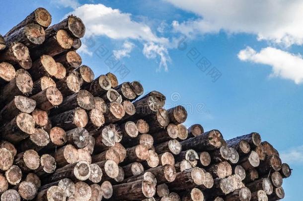 剁碎的木材,木材pile,fire木材-锯木厂