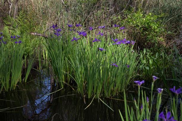 紫色的蓝色路易斯安那虹膜生长的野生的采用小海湾沼泽水