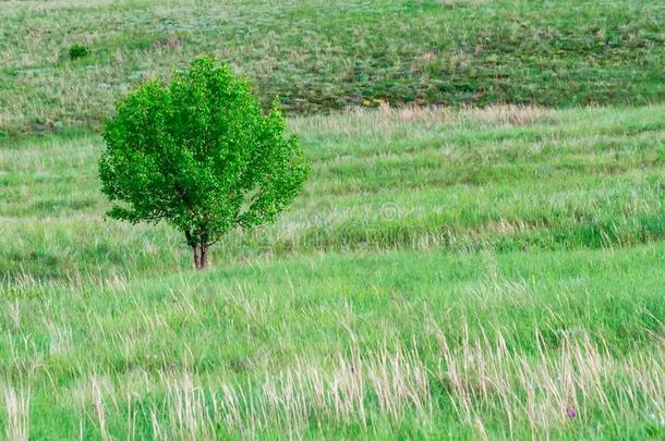 孤独的树采用夏干草原美丽的风景