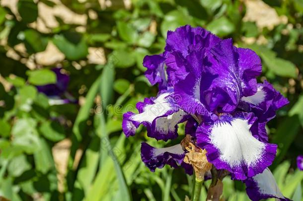 丁香花属虹膜花,春季花关于富有色彩的虹膜es采用普罗旺斯