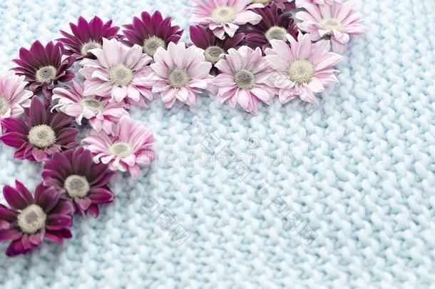 花关于粉红色的和col.紫红色菊花躺向一蓝色小块地毯关于