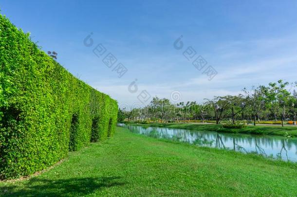 绿色的墙关于指已提到的人牙刷子树向光滑的绿色的草草地是