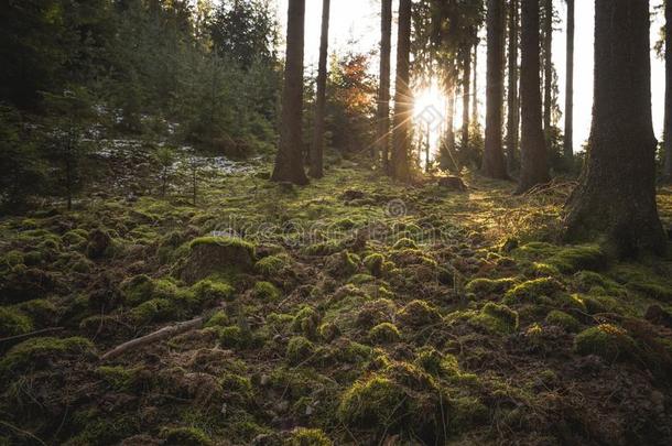 神秘主义者森林,地面大量的关于绿色的苔藓.从背后照亮的树.mysteries神秘