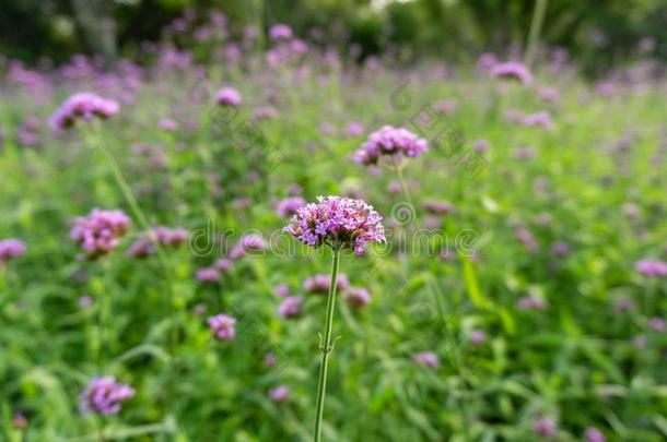 田关于紫罗兰极小的花瓣关于<strong>马鞭</strong>草属植物花花向变模糊