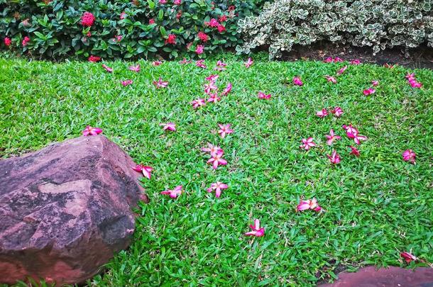 红色的花瓣关于梅花盛开的落下下向绿色的地毯草