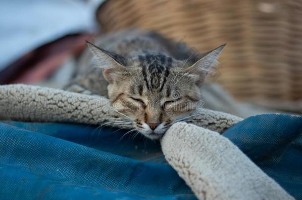 睡猫睡眠向一折叠的小块地毯向一热的d一y在户外
