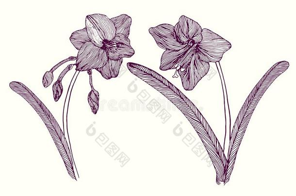 石蒜科孤挺花属植物花,茎和树叶和花,h和疲惫的涂鸦