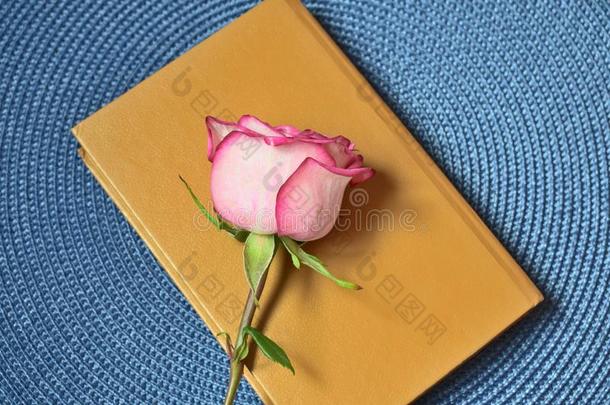 粉红色的玫瑰向老的书