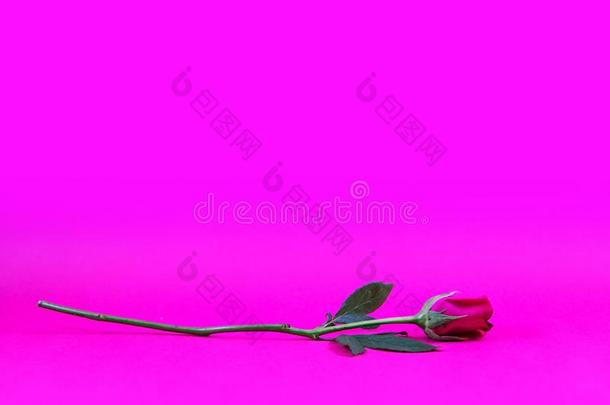 美丽的红色的玫瑰花向粉红色的背景,壁纸,玫瑰英语字母表的第6个字母
