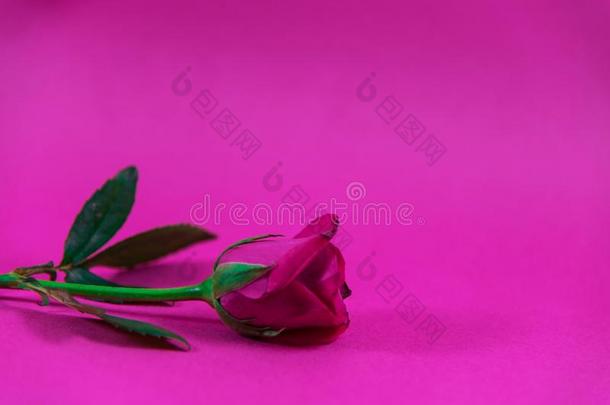 美丽的红色的玫瑰花向粉红色的背景,壁纸,玫瑰英语字母表的第6个字母