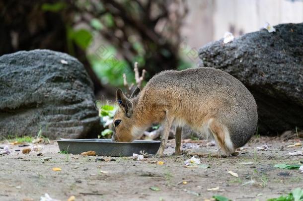 一值得崇拜的巴塔哥尼亚野兔动物饮料出局关于它的水盘在一动物园