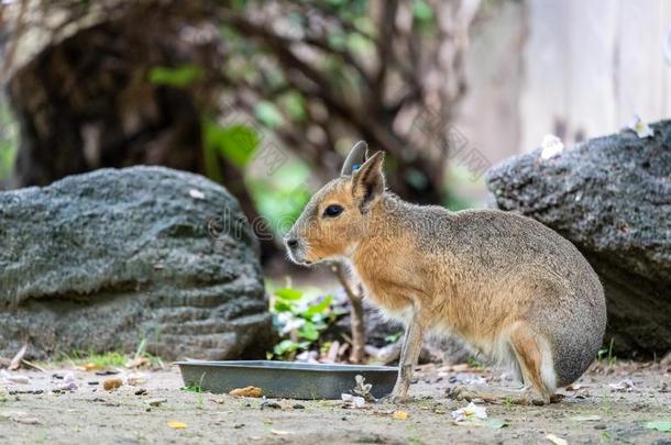 一南美南端地方的巴塔哥尼亚野兔和它的水盘,在一动物园
