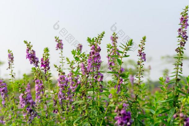 田关于紫色的小的龟花,娇小的花瓣花向英语字母表的第7个字母