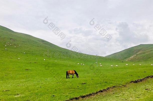 指已提到的人美丽的风景关于<strong>青海</strong>,指已提到的人山羊和指已提到的人马格拉茨