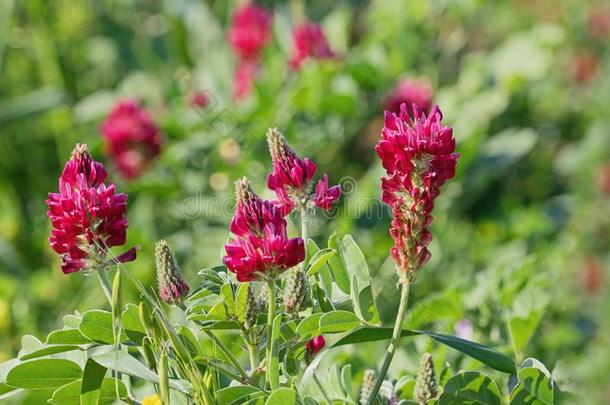 关在上面看法关于冠状岩<strong>黄芪</strong>冠状动脉花农业植物