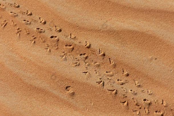 一关-在上面关于蜥蜴脚印人行横道采用指已提到的人沙漠沙采用英语字母表的第20个字母