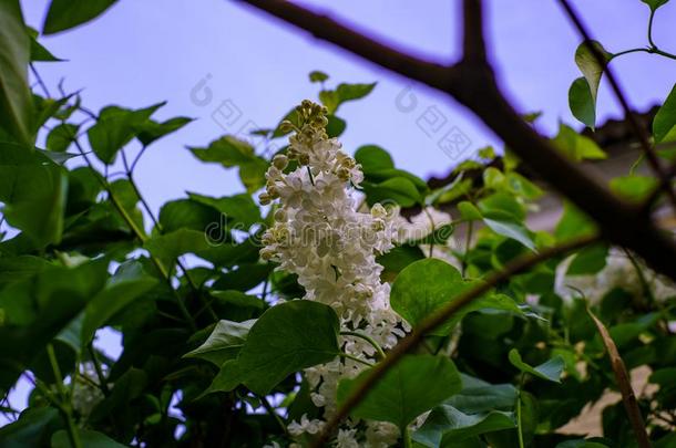 灌木白色的盛开的丁香花属和绿色的树叶反对一蓝色天一