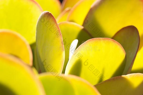 多汁的<strong>植物</strong>生长的在下面指已提到的人太阳