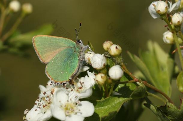 一美丽的绿色的翅上有细纹的蝶蝴蝶,卡拉弗瑞鲁比,蜜糖