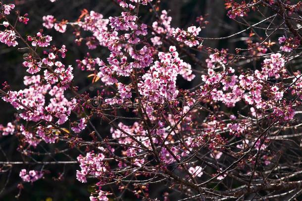 艺术透明的,盛开的樱花樱桃采用指已提到的人树枝关于树