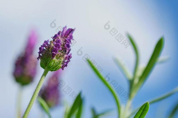 熏衣草花火锅花,关在上面颜色照片