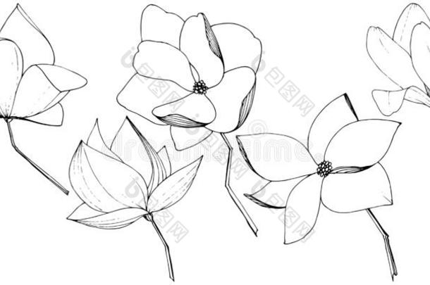 矢量木兰一种高级数据库用户语言植物学的花.黑的和白色的<strong>铭记</strong>