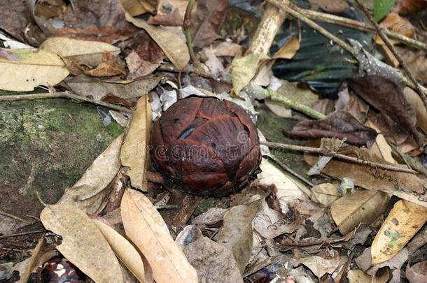 大<strong>花草</strong>属大<strong>花草</strong>属阿诺德花芽-婆罗洲马来西亚AustralianScientificIndustryAssociation澳大利亚