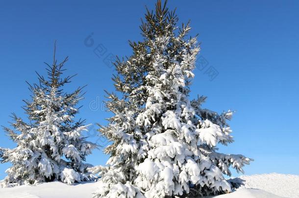 脆的清楚的冬一天和新鲜的干净的雪向衣着整洁的树