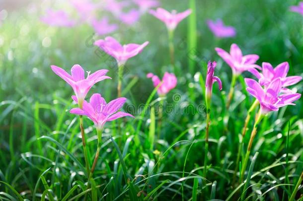 葱莲属大花蔷薇粉红色的花或仙女百合花