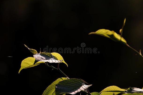 叶子;植物的叶子;叶子;树叶