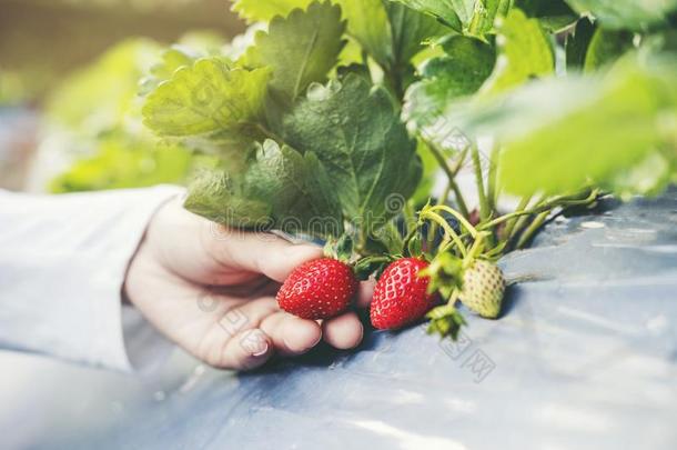 亚洲人农场主女人校核草莓采用有机的草莓久远地