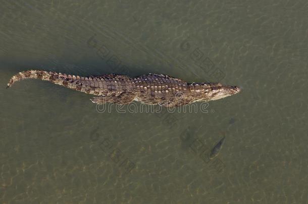 鳄鱼游泳采用河奇旺国家的公园