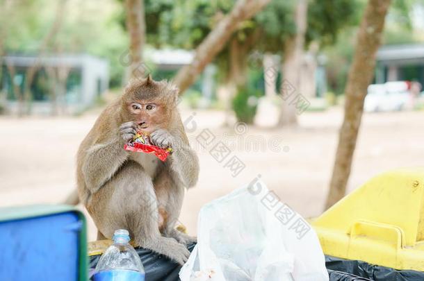 肖像照片关于猴吃糖果指已提到的人箱子采用指已提到的人自然的