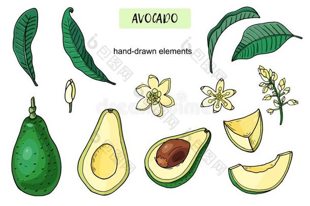 放置关于现实的鳄梨.夏热带的食物为健康的最<strong>致命</strong>的