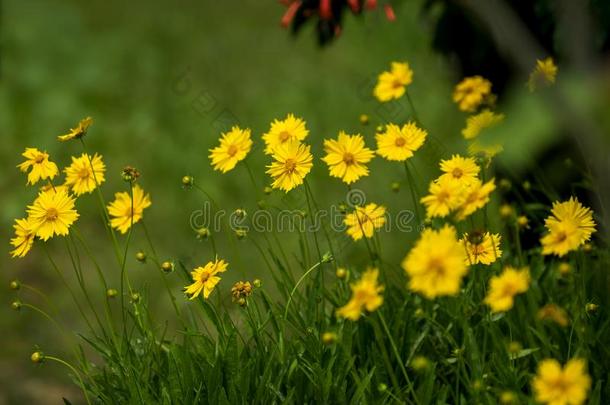 黄色的金鸡菊小花和变模糊绿色的背景