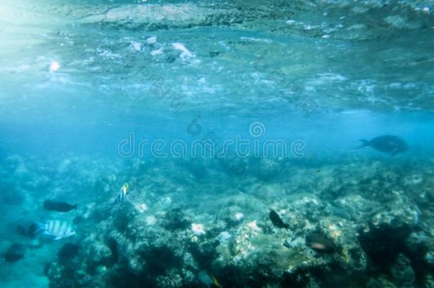 美丽的在下面水照片关于大的富有色彩的珊瑚鱼学校switc转换