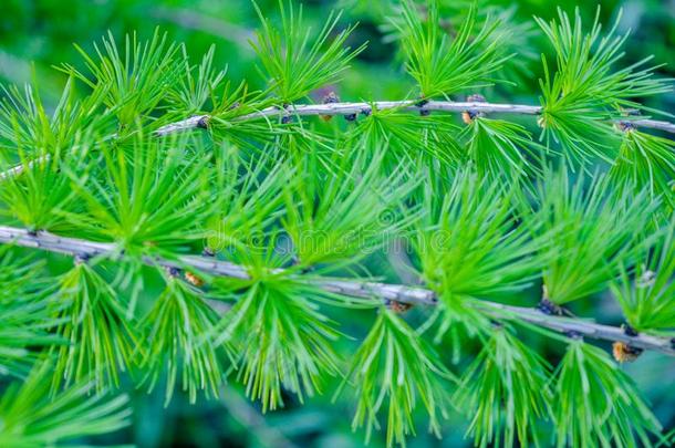 明亮的绿色的松软的树枝关于落叶松树落叶松属蜕膜翻车机