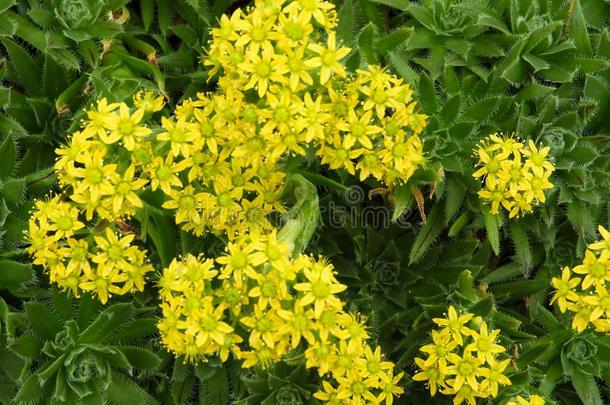 黄色的花关于一房屋韭葱
