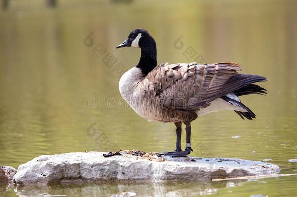 野生的鸟兽等鸟加拿大人的加拿大鹅起立蓝色池塘下午好
