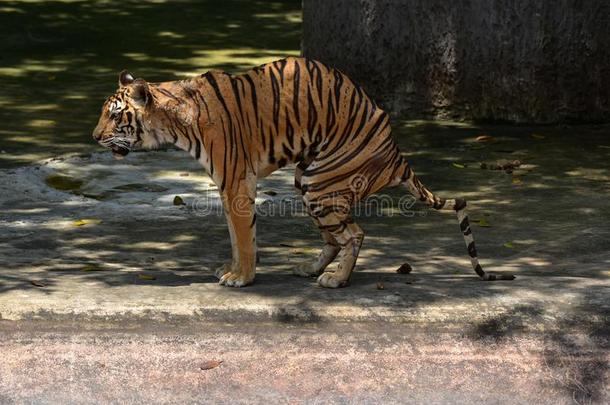 老虎采用动物园