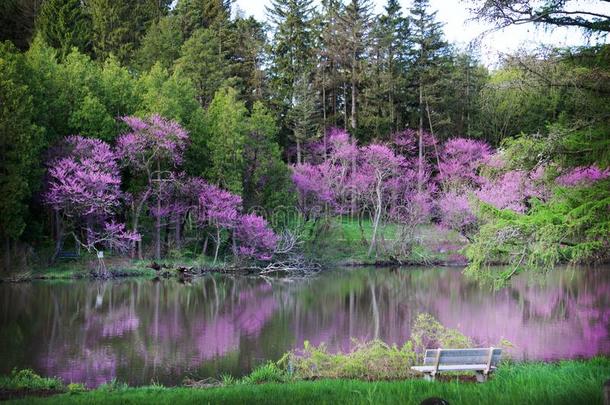 美丽的紫荆花盛开的采用指已提到的人spr采用g在指已提到的人莫顿树木园