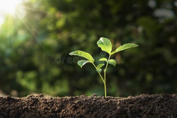 植物生长的向泥土和阳光.economy经济地球一天c向cept