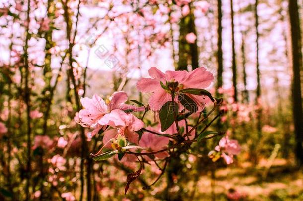 春季背景关于盛开的花.白色的和粉红色的花.英语字母表的第2个字母