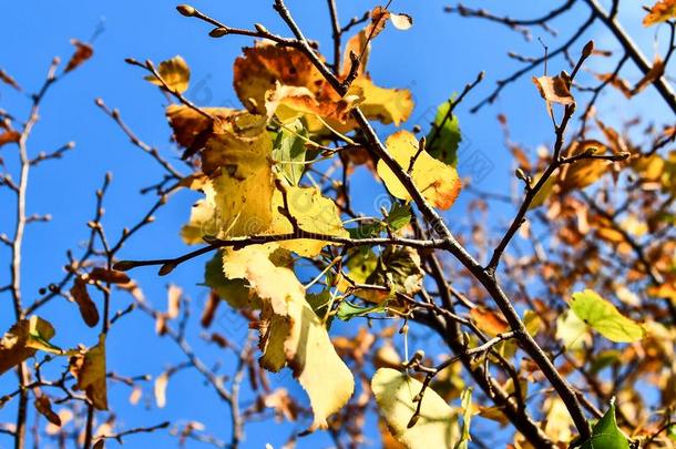 秋树叶向树,数字的照片照片同样地一b一ckground