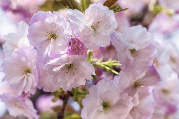 粉红色的樱花花.樱花花关在上面.春季花