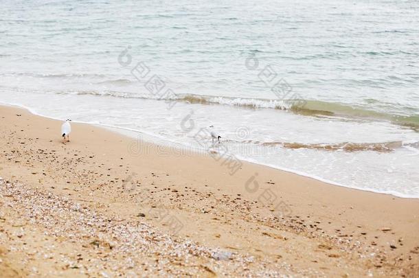 美丽的海鸥和海波起泡沫向s和y海滩和海she