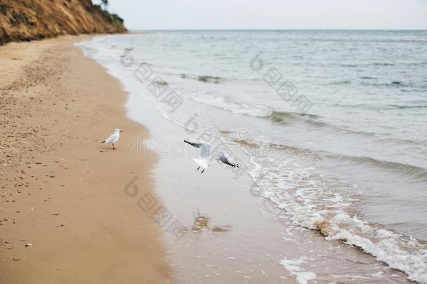 美丽的海鸥和海波起泡沫向s和y海滩和海she