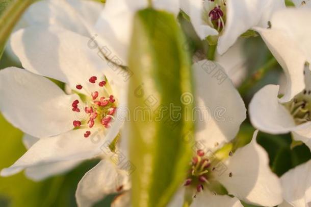 微妙的白色的花梨盛开的和一和煦的：照到阳光的g一rden